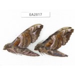 Sphingidae sp. China, Guizhou, Bijie area, Dafang county.2Pcs. EA2817.