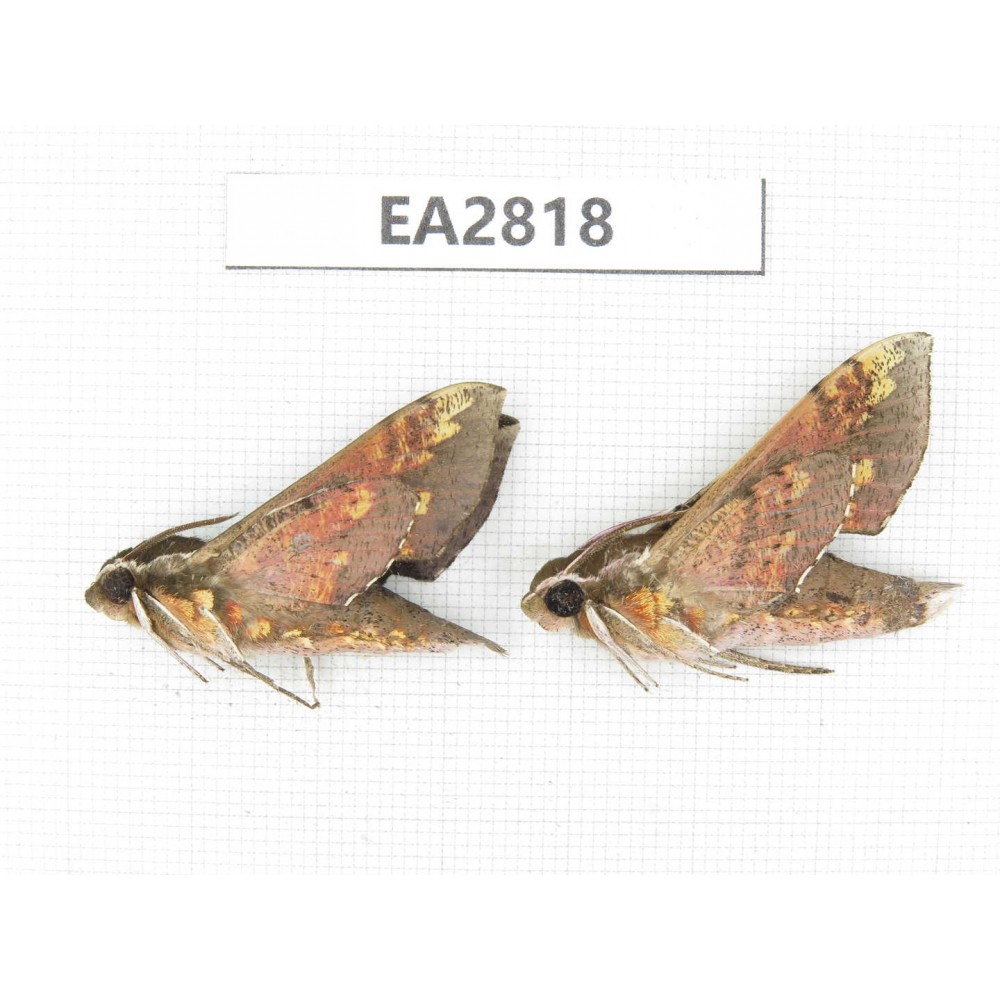 Sphingidae sp. China, Guizhou, Bijie area, Dafang county.2Pcs. EA2818.