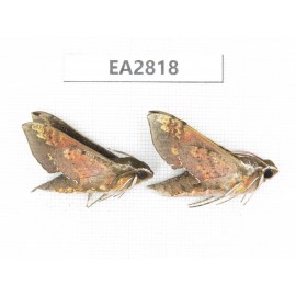 Sphingidae sp. China, Guizhou, Bijie area, Dafang county.2Pcs. EA2818.