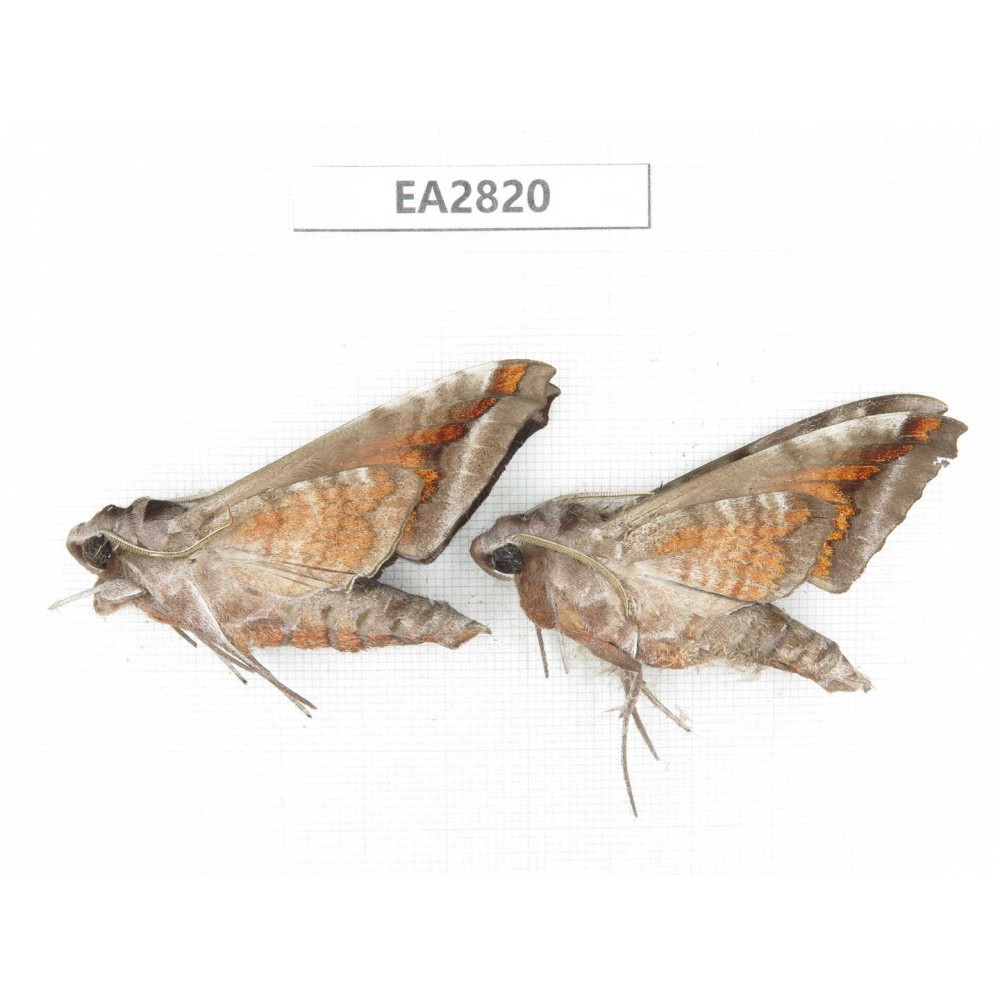 Sphingidae sp. China, Guizhou, Bijie area, Dafang county.2Pcs. EA2820.
