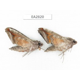 Sphingidae sp. China, Guizhou, Bijie area, Dafang county.2Pcs. EA2820.