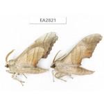Sphingidae sp. China, Guizhou, Bijie area, Dafang county. 2Pcs. EA2821.