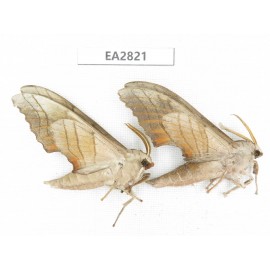 Sphingidae sp. China, Guizhou, Bijie area, Dafang county. 2Pcs. EA2821.