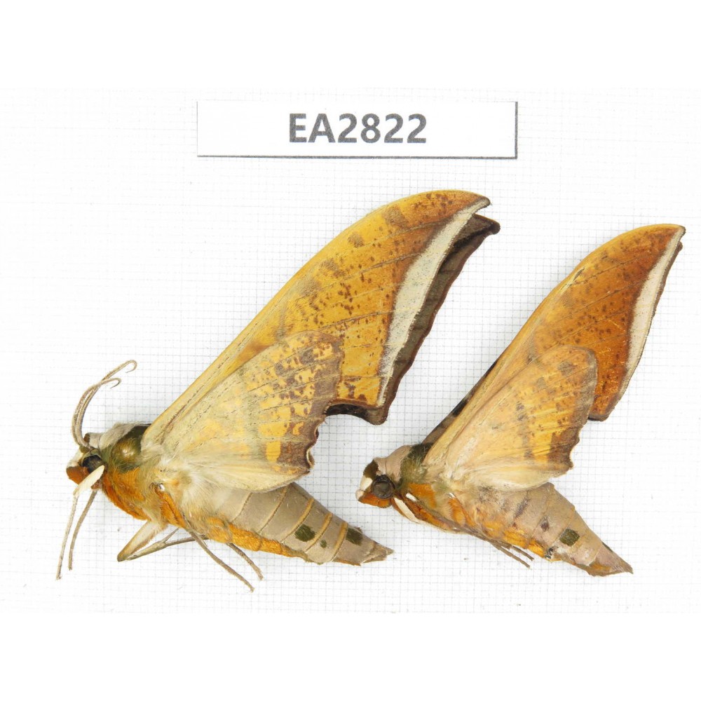 Sphingidae sp. China, Guizhou, Bijie area, Dafang county. 2Pcs. EA2822.