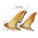 Sphingidae sp. China, Guizhou, Bijie area, Dafang county. 2Pcs. EA2822.