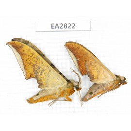 Sphingidae sp. China, Guizhou, Bijie area, Dafang county. 2Pcs. EA2822.