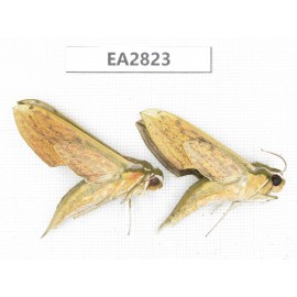 Sphingidae sp. China, Guizhou, Bijie area, Dafang county. 2Pcs. EA2823.