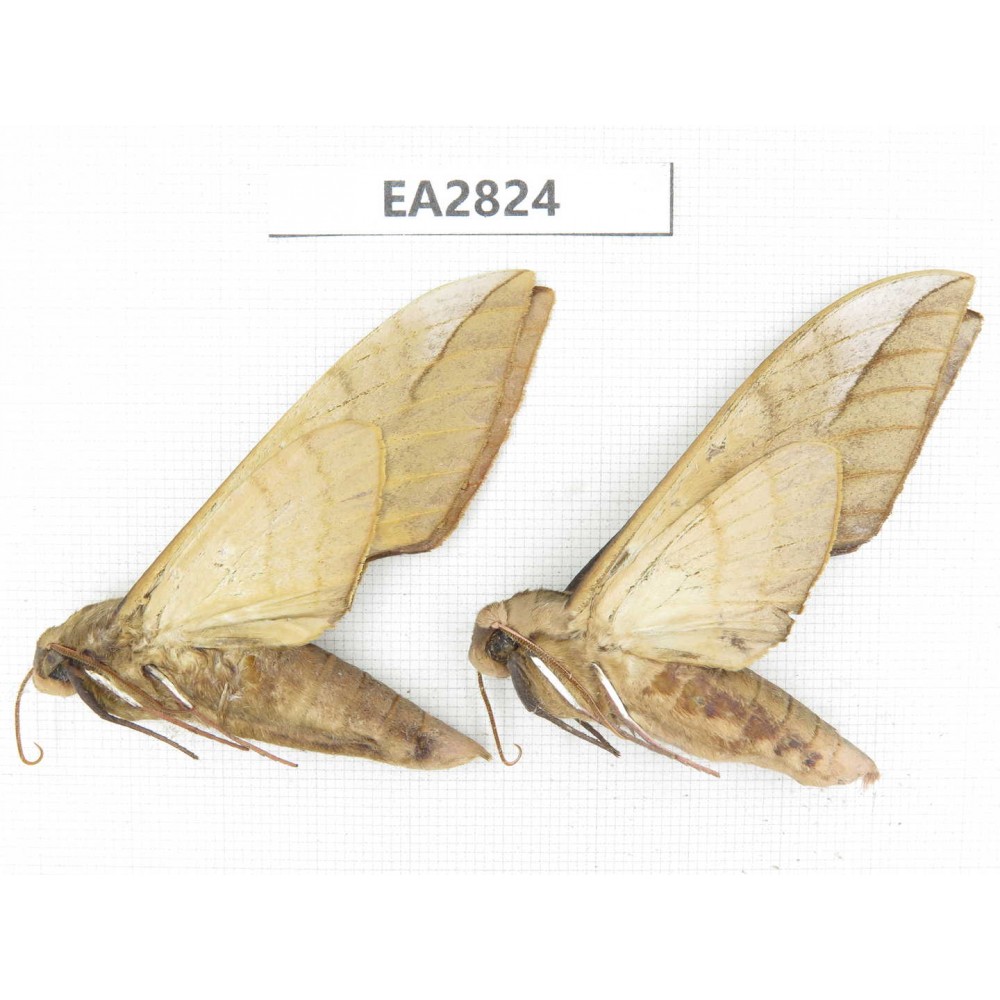 Sphingidae sp. China, Guizhou, Bijie area, Dafang county. 2Pcs. EA2824.