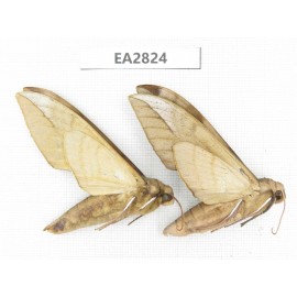 Sphingidae sp. China, Guizhou, Bijie area, Dafang county. 2Pcs. EA2824.
