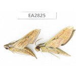 Sphingidae sp. China, Guizhou, Bijie area, Dafang county. 2Pcs. EA2825.