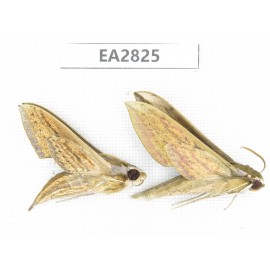Sphingidae sp. China, Guizhou, Bijie area, Dafang county. 2Pcs. EA2825.
