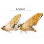Sphingidae sp. China, Guizhou, Bijie area, Dafang county. 2Pcs. EA2827.