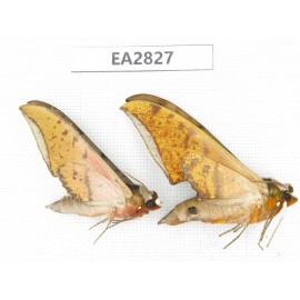 Sphingidae sp. China, Guizhou, Bijie area, Dafang county. 2Pcs. EA2827.