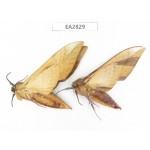Sphingidae sp. China, Guizhou, Bijie area, Dafang county. 2Pcs. EA2829.