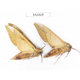 Sphingidae sp. China, Guizhou, Bijie area, Dafang county. 2Pcs. EA2829.