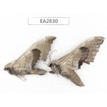 Sphingidae sp. China, Guizhou, Bijie area, Dafang county. 2Pcs. EA2830.