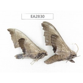 Sphingidae sp. China, Guizhou, Bijie area, Dafang county. 2Pcs. EA2830.