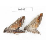 Sphingidae sp. China, Guizhou, Bijie area, Dafang county. 2Pcs. EA2831.