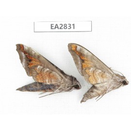 Sphingidae sp. China, Guizhou, Bijie area, Dafang county. 2Pcs. EA2831.
