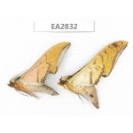 Sphingidae sp. China, Guizhou, Bijie area, Dafang county. 2Pcs. EA2832.