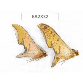 Sphingidae sp. China, Guizhou, Bijie area, Dafang county. 2Pcs. EA2832.
