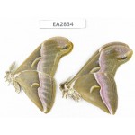 Saturniidae sp. China, Guizhou, Bijie area, Dafang county. 2Pcs. EA2834.