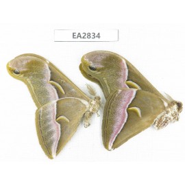 Saturniidae sp. China, Guizhou, Bijie area, Dafang county. 2Pcs. EA2834.