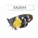 Day flying moths sp. China, Hainann Island, Ledong, Mt.Jianfengling. 1Pcs. EA2844.