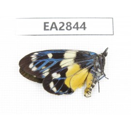 Day flying moths sp. China, Hainann Island, Ledong, Mt.Jianfengling. 1Pcs. EA2844.