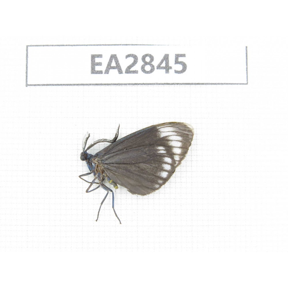 Day flying moths sp. China, Hainann Island, Ledong, Mt.Jianfengling. 1Pcs. EA2845.