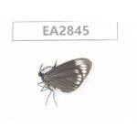 Day flying moths sp. China, Hainann Island, Ledong, Mt.Jianfengling. 1Pcs. EA2845.