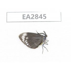 Day flying moths sp. China, Hainann Island, Ledong, Mt.Jianfengling. 1Pcs. EA2845.