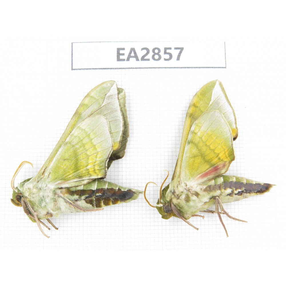 Sphingidae sp. China, Inner Mongolia, Hulunbeier, Mt.Daxinganling. 2Pcs. EA2857.