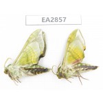Sphingidae sp. China, Inner Mongolia, Hulunbeier, Mt.Daxinganling. 2Pcs. EA2857.