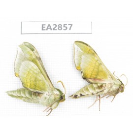 Sphingidae sp. China, Inner Mongolia, Hulunbeier, Mt.Daxinganling. 2Pcs. EA2857.
