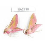 Sphingidae sp. China, Inner Mongolia, Hulunbeier, Mt.Daxinganling. 2Pcs. EA2858.