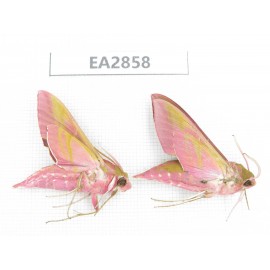 Sphingidae sp. China, Inner Mongolia, Hulunbeier, Mt.Daxinganling. 2Pcs. EA2858.