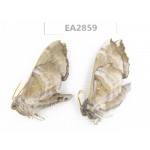Sphingidae sp. China, Inner Mongolia, Hulunbeier, Mt.Daxinganling. 2Pcs. EA2859.