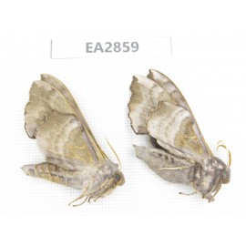 Sphingidae sp. China, Inner Mongolia, Hulunbeier, Mt.Daxinganling. 2Pcs. EA2859.
