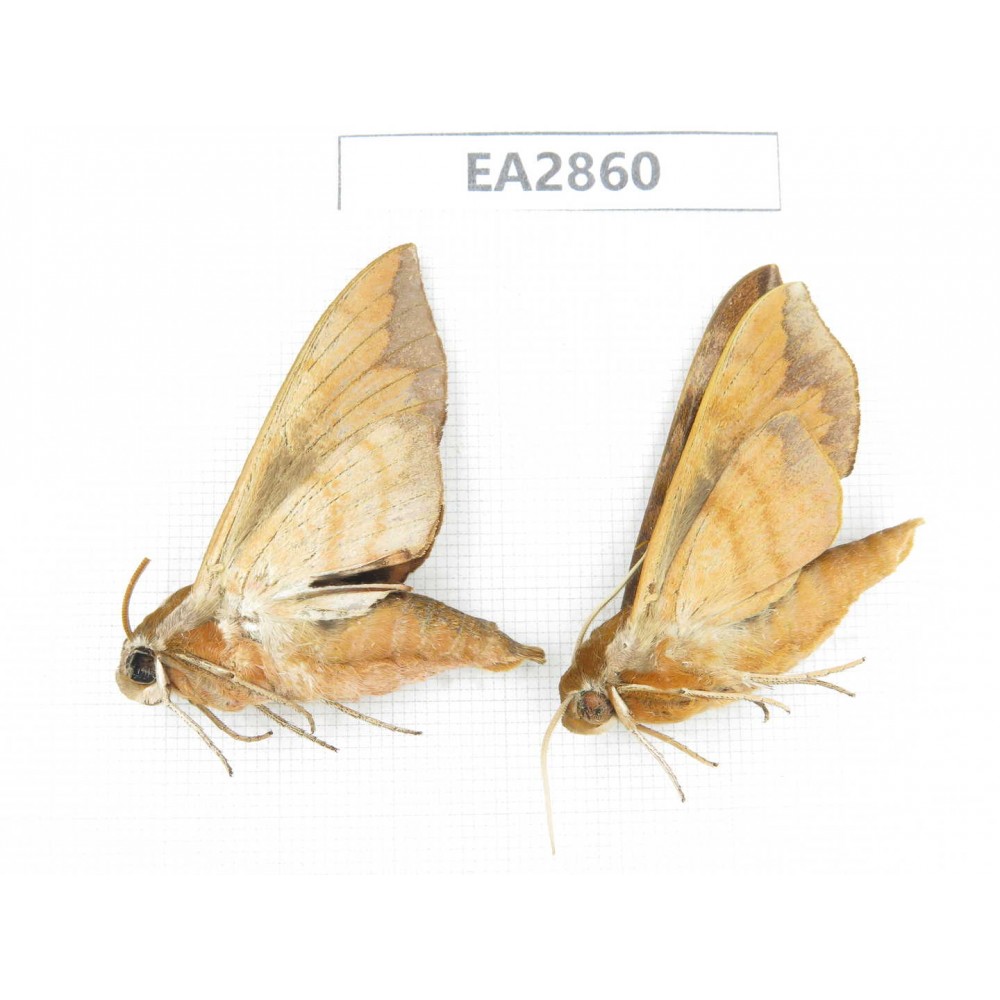 Sphingidae sp. China, Inner Mongolia, Hulunbeier, Mt.Daxinganling. 2Pcs. EA2860.