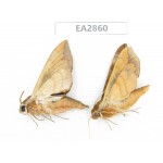Sphingidae sp. China, Inner Mongolia, Hulunbeier, Mt.Daxinganling. 2Pcs. EA2860.