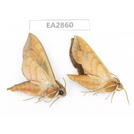 Sphingidae sp. China, Inner Mongolia, Hulunbeier, Mt.Daxinganling. 2Pcs. EA2860.