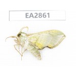 Sphingidae sp. China, Inner Mongolia, Hulunbeier, Mt.Daxinganling. 1Pcs. EA2861.