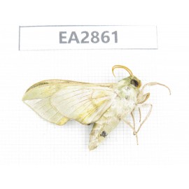 Sphingidae sp. China, Inner Mongolia, Hulunbeier, Mt.Daxinganling. 1Pcs. EA2861.