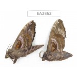 Sphingidae sp. China, Inner Mongolia, Hulunbeier, Mt.Daxinganling. 2Pcs. EA2862.