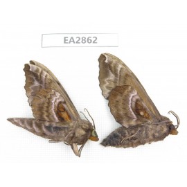 Sphingidae sp. China, Inner Mongolia, Hulunbeier, Mt.Daxinganling. 2Pcs. EA2862.