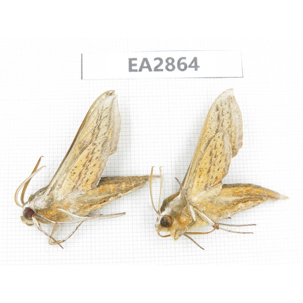 Sphingidae sp. China, Inner Mongolia, Hulunbeier, Mt.Daxinganling. 2Pcs. EA2864.
