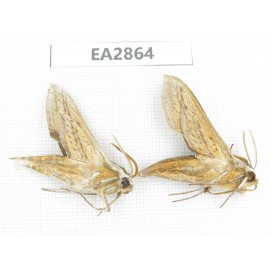 Sphingidae sp. China, Inner Mongolia, Hulunbeier, Mt.Daxinganling. 2Pcs. EA2864.