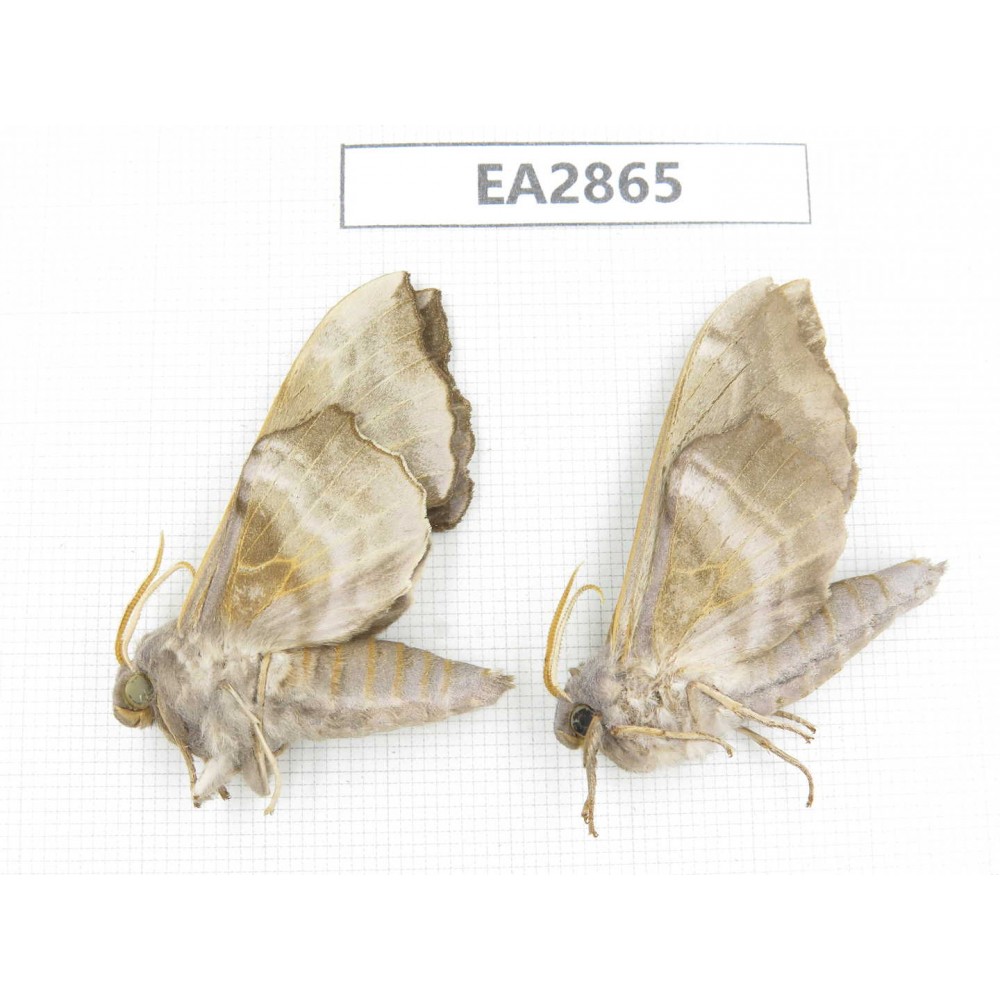 Sphingidae sp. China, Inner Mongolia, Hulunbeier, Mt.Daxinganling. 2Pcs. EA2865.