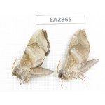 Sphingidae sp. China, Inner Mongolia, Hulunbeier, Mt.Daxinganling. 2Pcs. EA2865.
